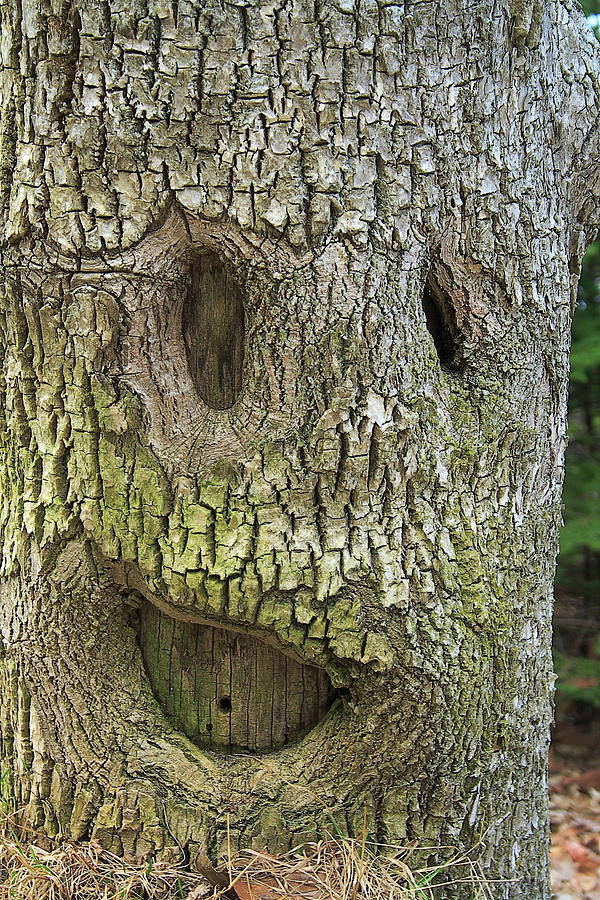 Happy Tree Photograph by Doug Mills - Fine Art America