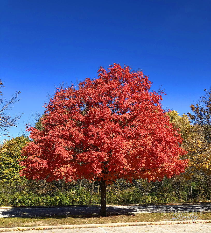 Happy Tree Photograph by Edith Dooley - Fine Art America