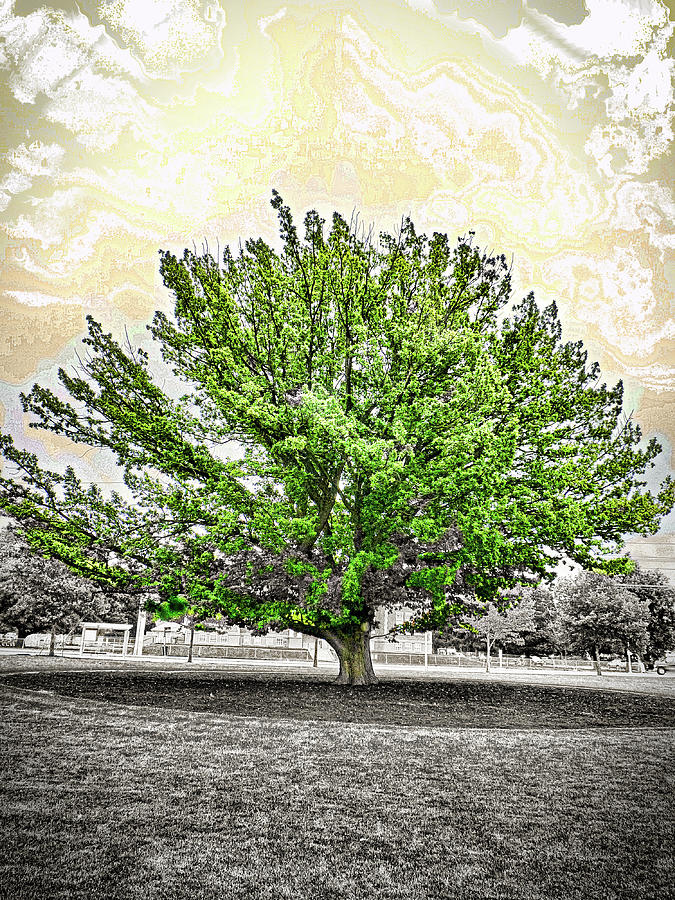 Happy tree in the Park Digital Art by Pj LockhArt