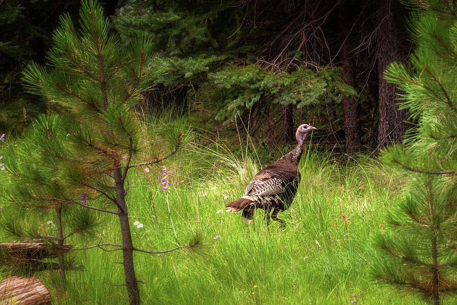 Happy Turkey Day? For you maybe. Photograph by Rick Furmanek
