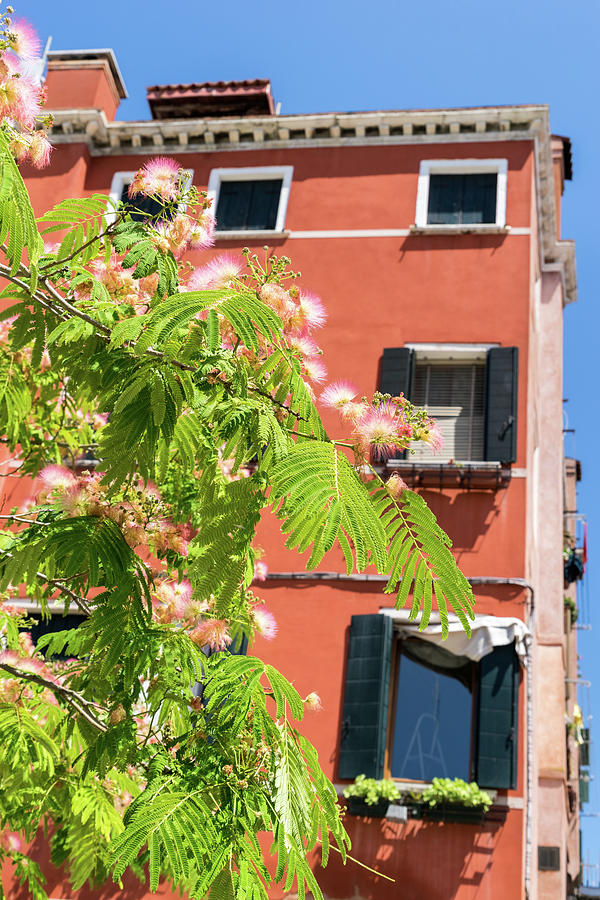 Happy Venetian - Pink Mimosa Puffs And Rich Orange Facade Photograph
