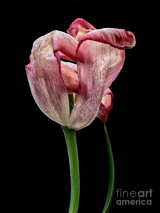 Happy withering tulip, beauty, thinker, black background,   Photograph by Tatiana Bogracheva