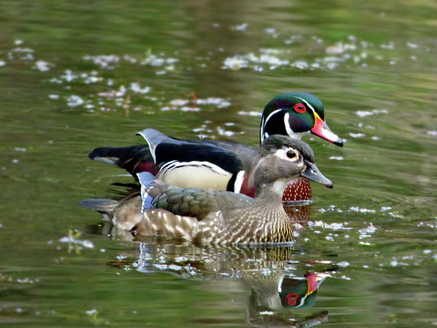 Happy Wood Ducks, Male and Female Photograph by Lyuba Filatova