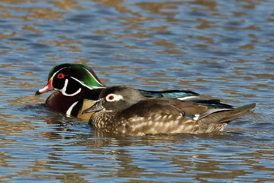 Happy Wood Ducks on the Water  Photograph by Kathleen Bishop