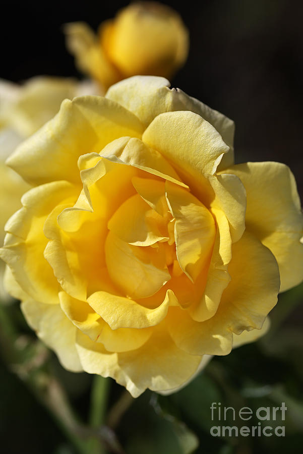 Happy Yellow Rose Photograph by Joy Watson