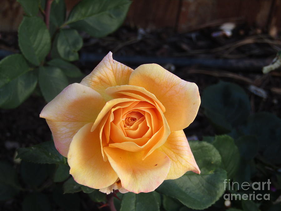 Happy Yellow Rose Smiling After the rain Photograph by Phyllis Kaltenbach