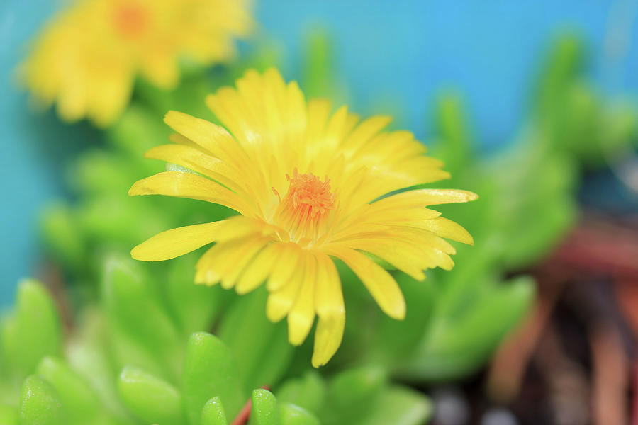 Happy Yellow Succulent Flower Photograph by Tracie Schiebel