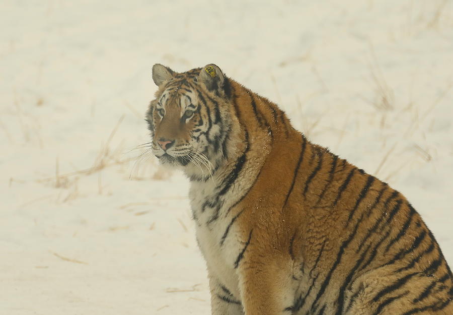 Harbin Tigers 5 Photograph by Scott M Hughes Soggy Moose Photography ...