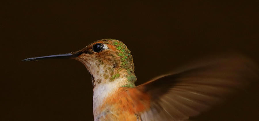 Harbinger of Spring Photograph by Julie Swann - Pixels