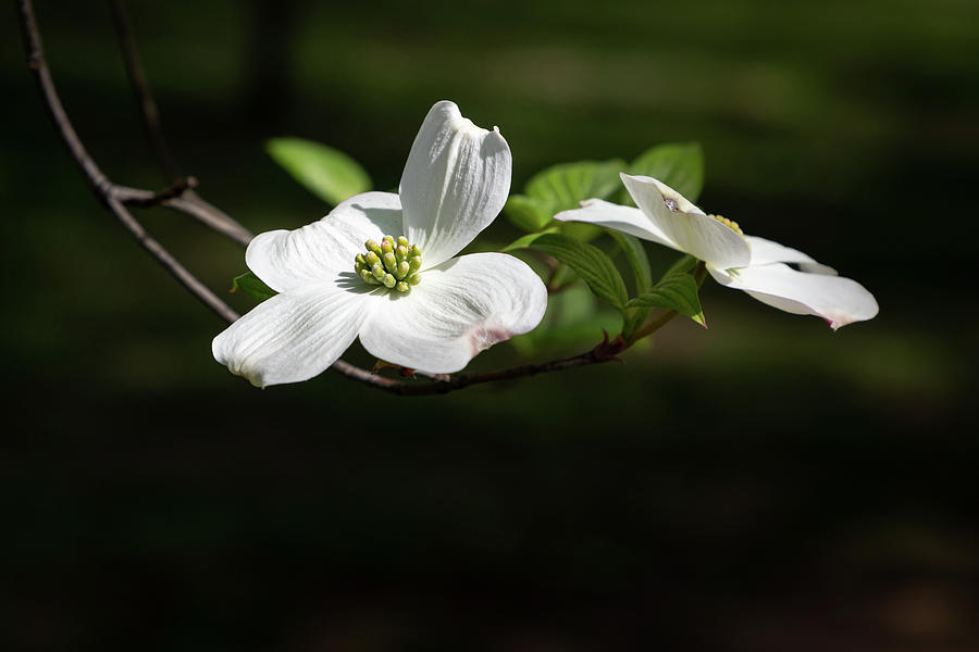 Harbinger of Spring Photograph by Robert Carter