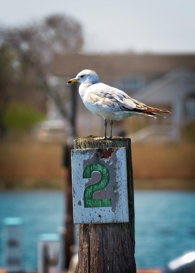 Seagull Photograph - Harbor Gull by Matthew Adelman