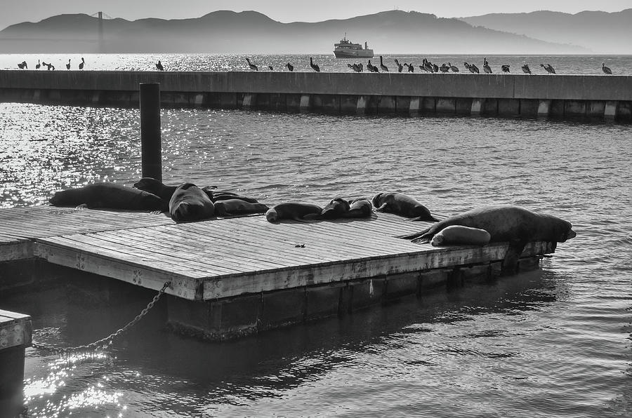 Harbor Life Sea Lions at Pier 39 Fishermans Wharf San Francisco Noir Black and White Photograph by Shawn OBrien
