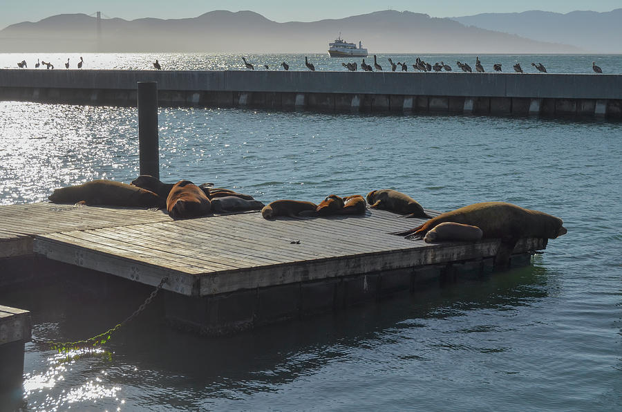 Harbor Life Sea Lions at Pier 39 Fishermans Wharf San Francisco Photograph by Shawn OBrien