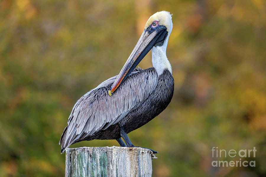 Harbor Pelican Photograph