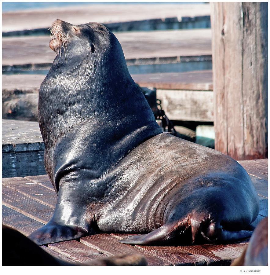 Harbor Seal Photograph by A Macarthur Gurmankin - Fine Art America