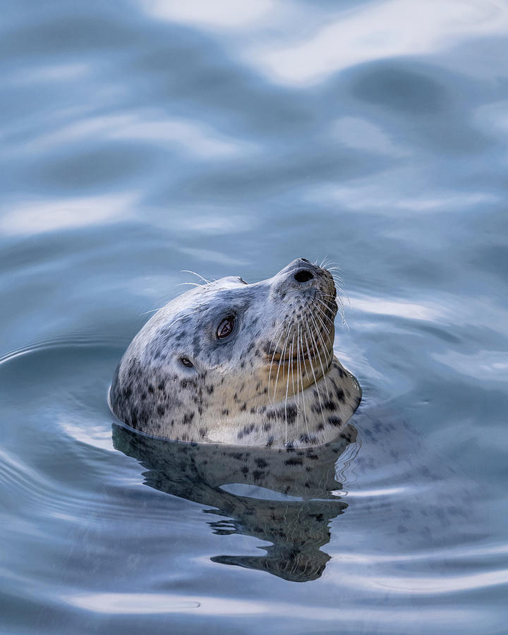 Harbor Seal Photograph by Bill Cubitt
