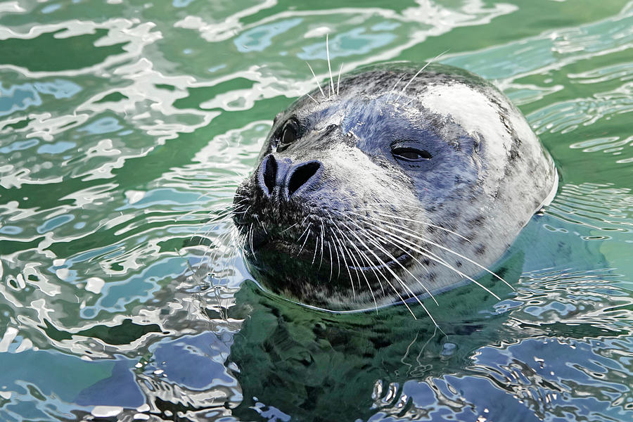 Harbor Seal Photograph by Buddy Mays