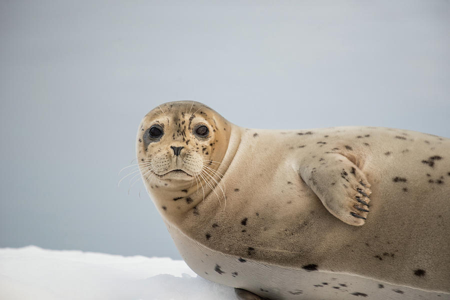 Harbor Seal Photograph by David Kirby