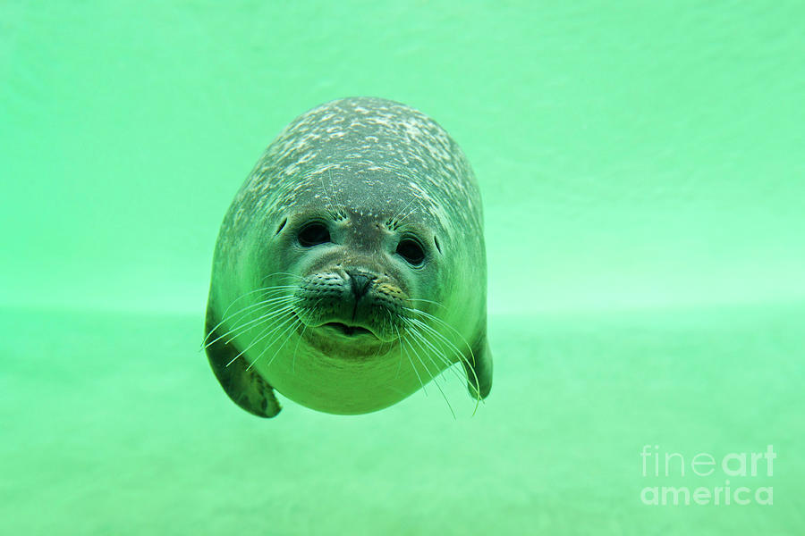 Harbor Seal Diving under Water Photograph by Arterra Picture Library