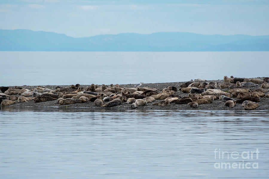 Fall Photograph - Harbor Seal Haul Out in the Salish Sea by Nancy Gleason