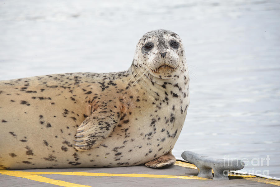 Harbor Seal Hauled Out Photograph by Brian Walsh - Fine Art America