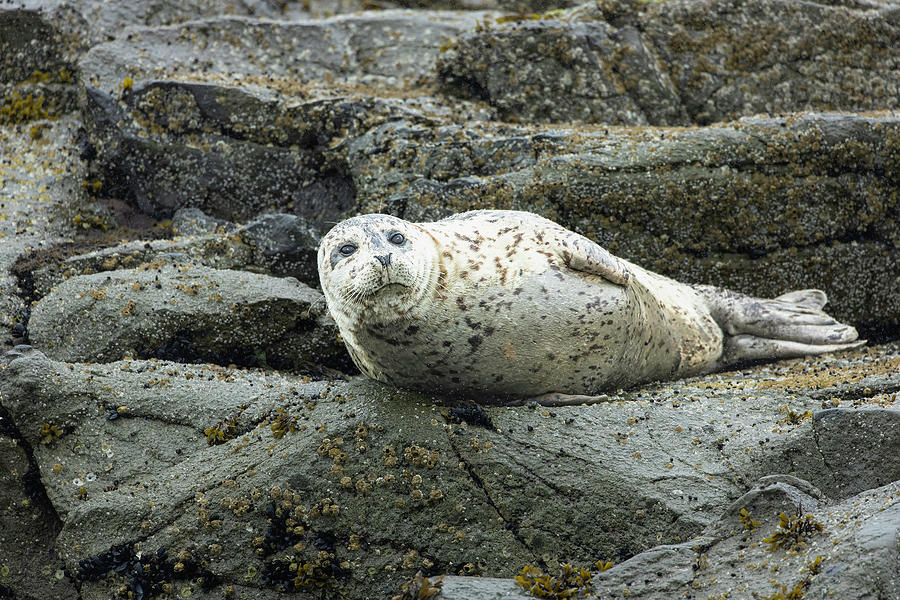Harbor Seal in Alaska Photograph by Fran Gallogly