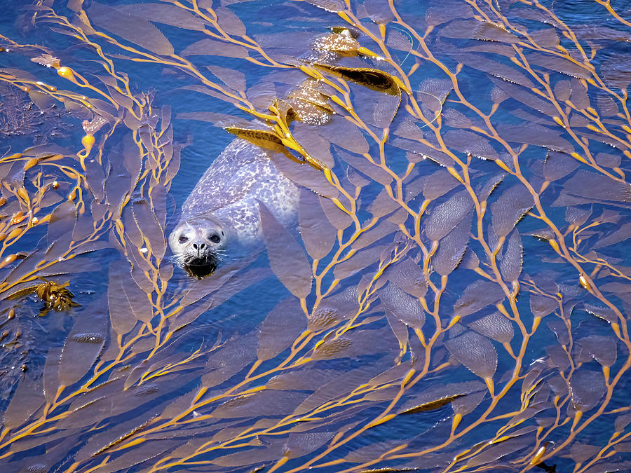 Harbor Seal in Kelp #1 Photograph by Carla Brennan