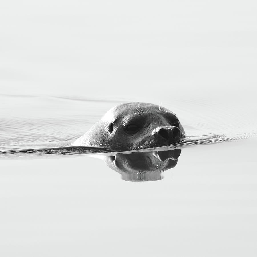 Harbor Seal in Monochrome Photograph by Mark Hunter