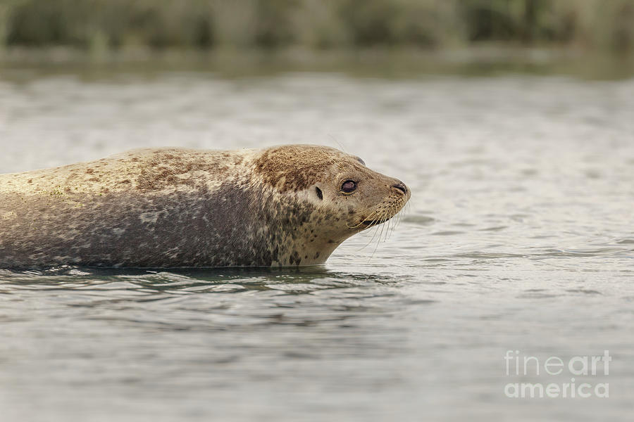 Summer Photograph - Harbor Seal in Shallow Water #1 by Nancy Gleason