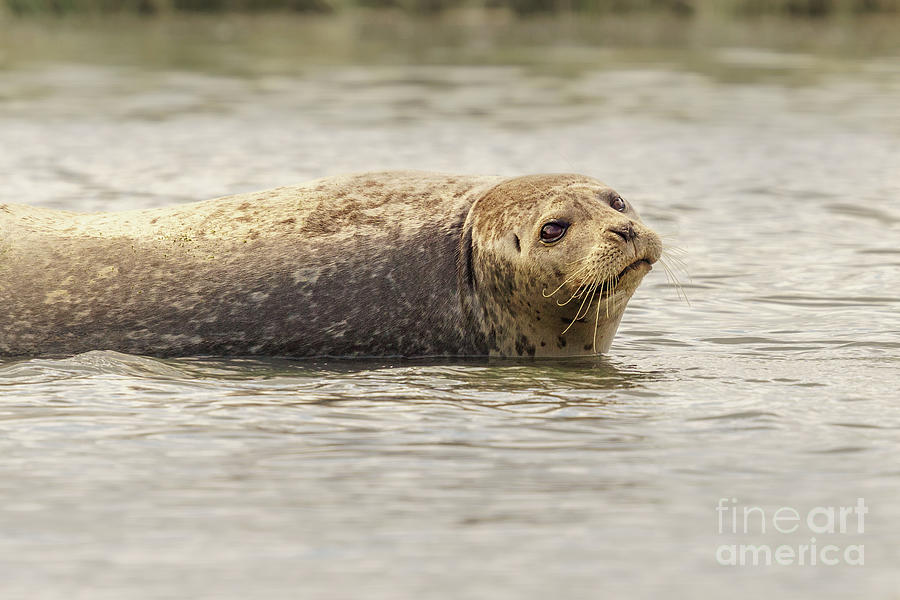 Summer Photograph - Harbor Seal in Shallow Water #2 by Nancy Gleason