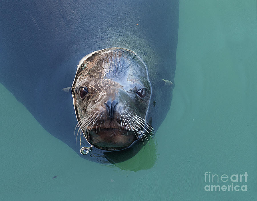 Harbor Seal Photograph by Michael Rock