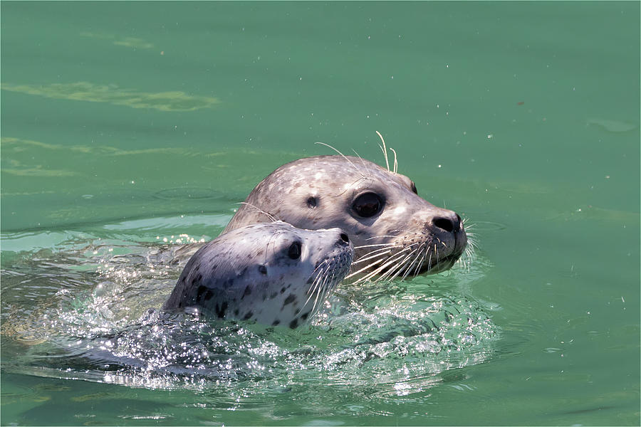 Harbor Seal Mom With Pup In Noyo Photograph