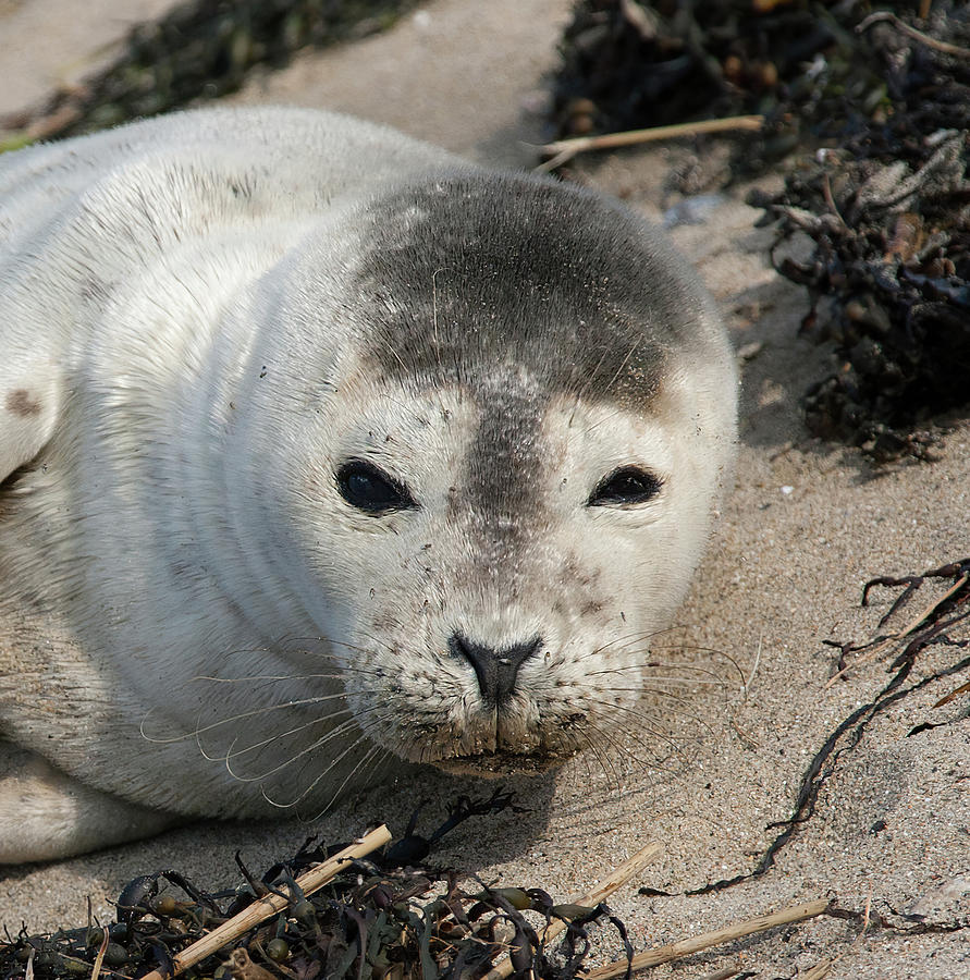 Harbor Seal On The Sand Photograph