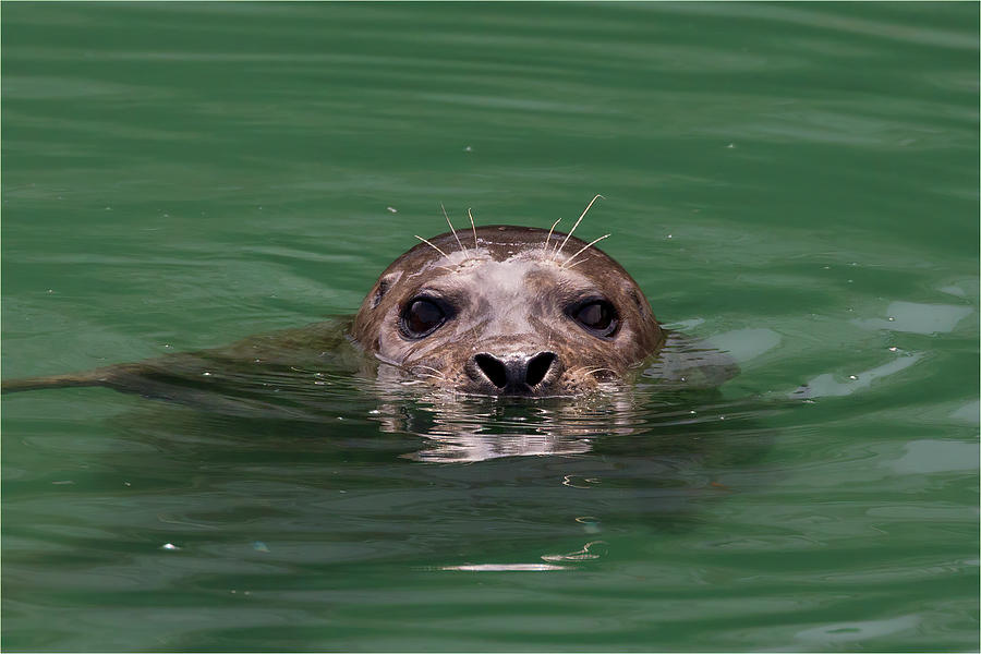 Harbor Seal Portrait Photograph