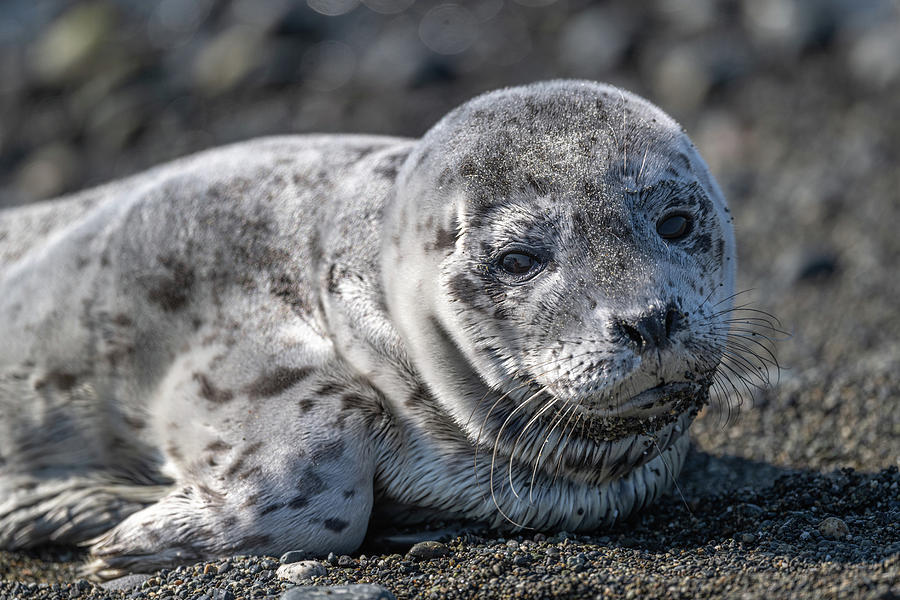 Harbor Seal Pup Photograph by Bill Cubitt