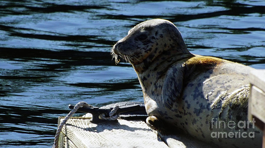 Harbor Seal Photograph by Steve Speights