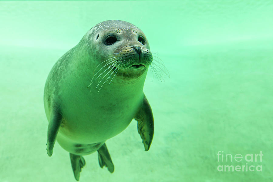 Harbor Seal Swimming Underwater Photograph by Arterra Picture Library