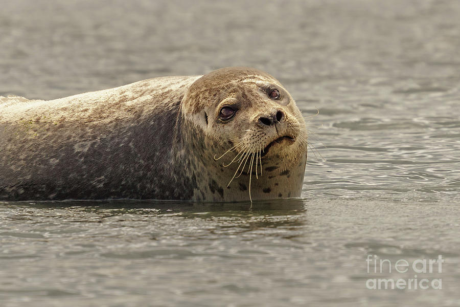 Summer Photograph - Harbor Seal with Curly Whiskers #2 by Nancy Gleason