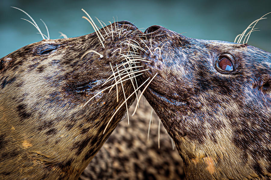 Wildlife Photograph - Harbor Seals by Animal Photography