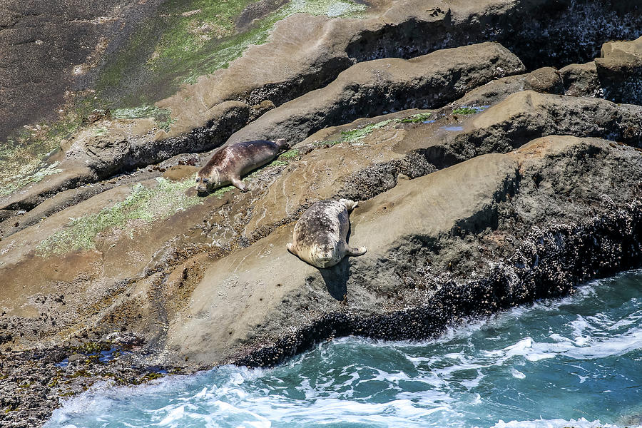 Cape Arago Photograph - Harbor Seals, Cape Arago, Oregon by Dawn Richards