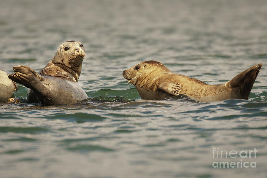Summer Photograph - Harbor Seals Float on Submerged Log by Nancy Gleason