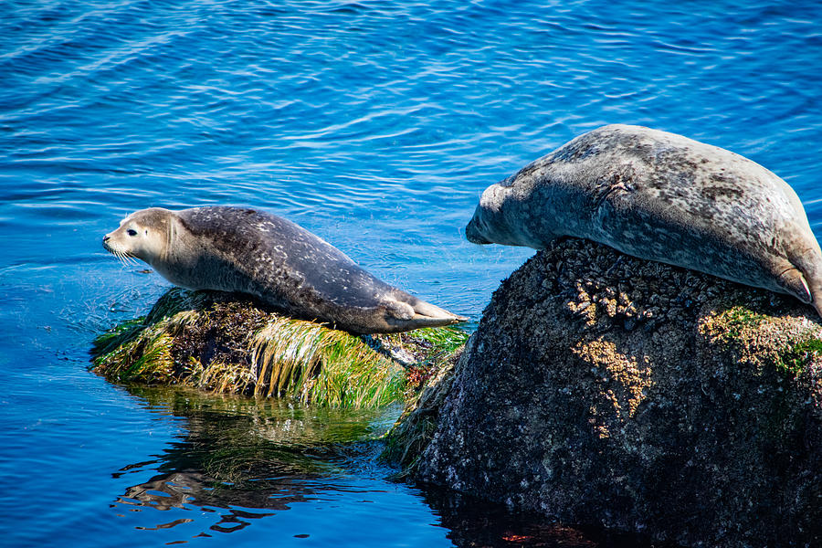 Harbor Seals on the Rocks Photograph by Bonny Puckett