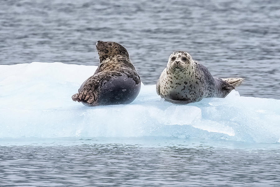 Harbor Seals On Ice, No. 1 Photograph By Belinda Greb - Fine Art America