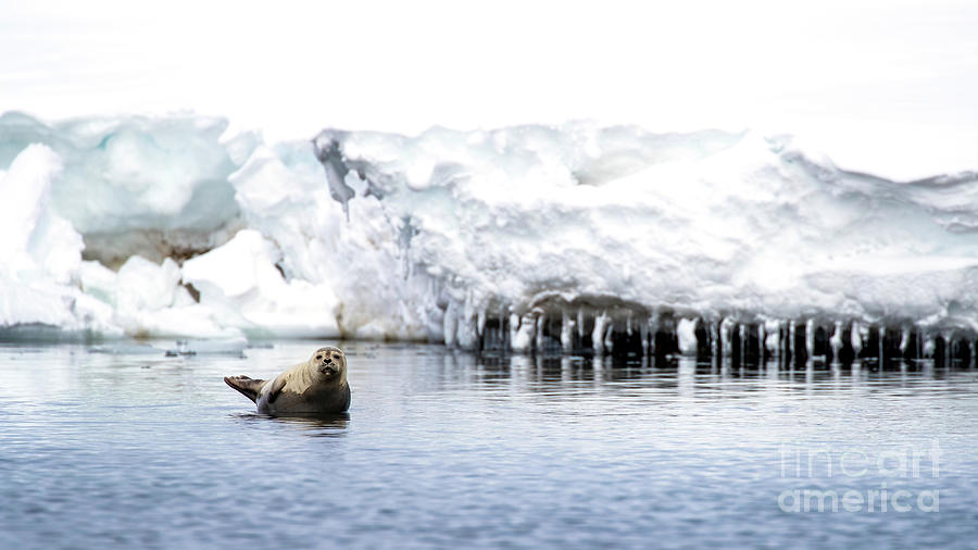 Harbour seal hauled out on a rock in the arctic waters of Svalbard Photograph by Jane Rix