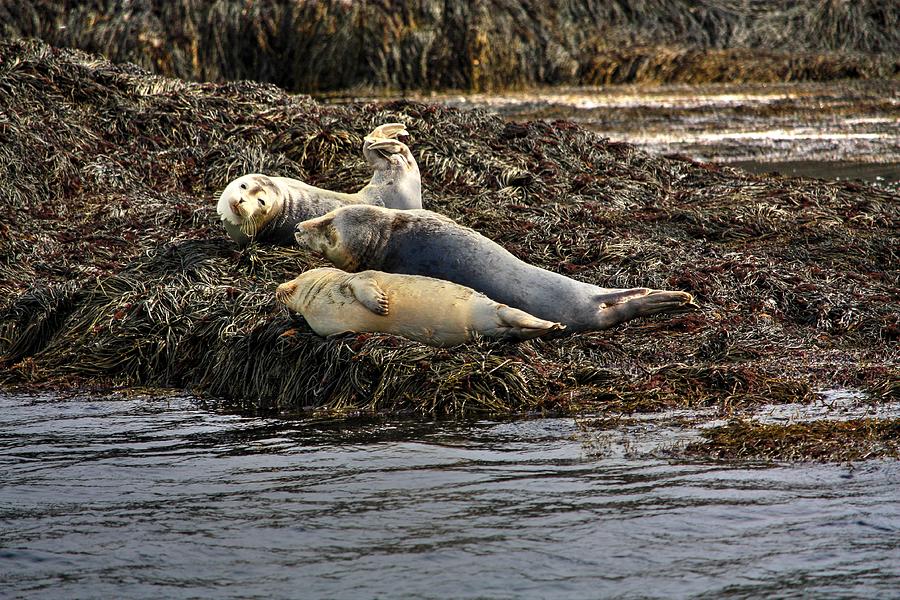 Harbour seals Photograph by David Matthews