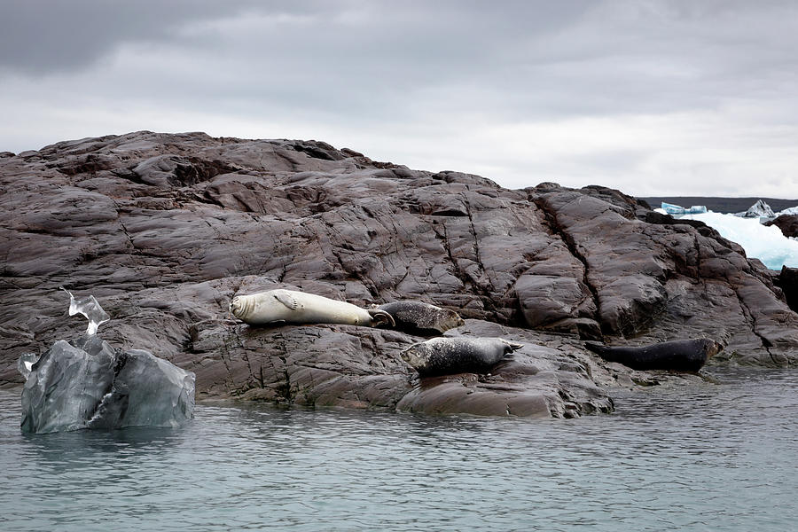 Harbour Seals Photograph by Nicholas Blackwell