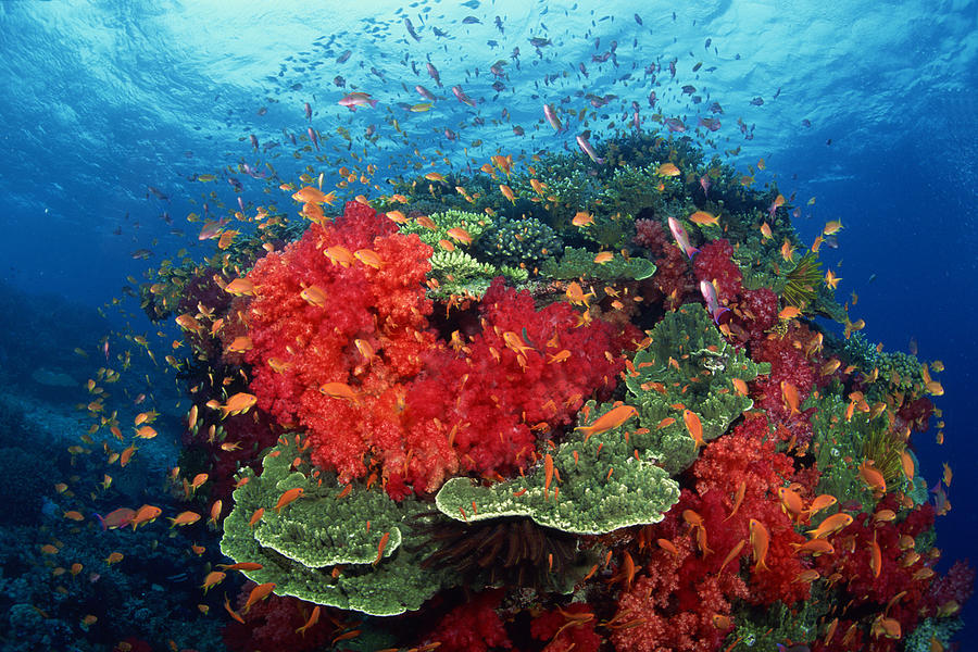 Hard and soft corals with tropical fish in the South Pacific Photograph by Comstock