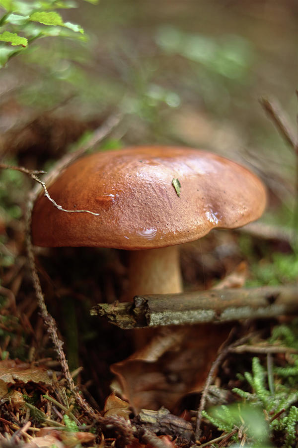 Hard founded brown mushroom called Imleria badia or bay bolete in forest. Viscipellis badia was founded between old leaves, needle and branches. Bay bolete has wonderful slimy cap Photograph by Vaclav Sonnek