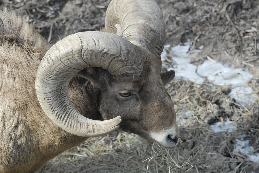 Hard Headed Photograph by Jennifer LaPoint - Fine Art America