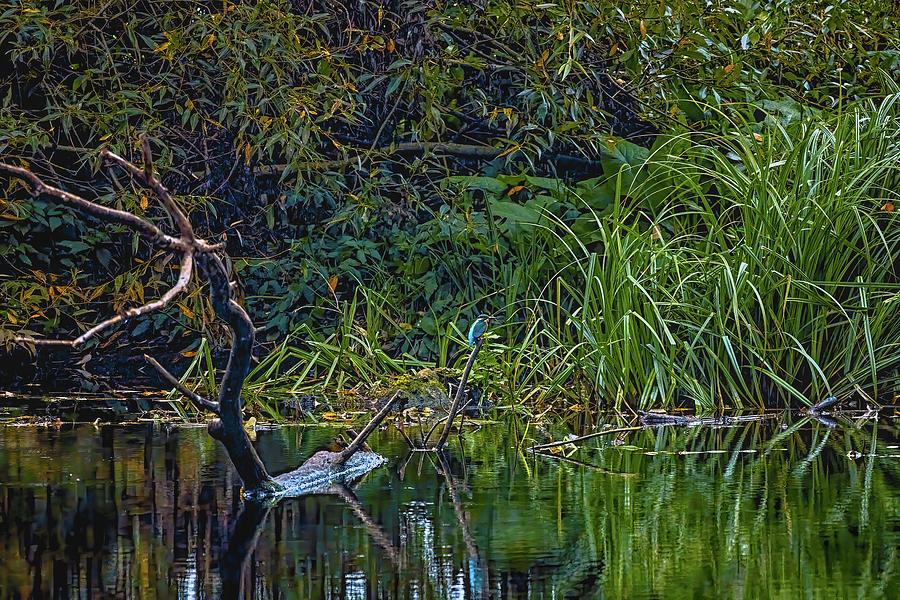 Kingfisher Photograph - Hard to see kf 2 by Leif Sohlman